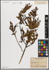 Foto von Salix L.